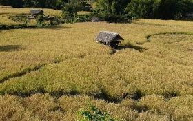 Fields+with+huts+in+Arunachal.jpg